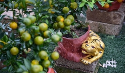 Chuyên gia phong thuỷ chỉ cách chọn mua quất cảnh bền đẹp để đón Tết Nhâm Dần