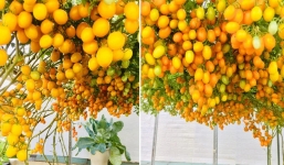 Giàn cà chua trên sân thượng chín đồng loạt cả nghìn quả khiến dân tình 'chỉ biết ước'