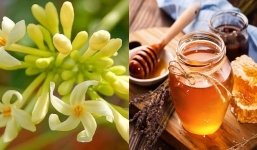 Công dụng của hoa đu đủ đực: Kết hợp với mật ong có thể giúp trị ho hậu COVID-19