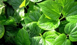 Công dụng của lá lốt: Loại rau gia vị được xem là vị thuốc giúp chữa nhiều bệnh