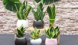 5 loại cây được NASA khuyên trồng trong nhà, vừa giúp lọc khí vừa mang lại may mắn cho gia chủ