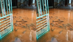 Đàn cá khủng 'lạc trôi' vào sân sau mưa lớn khiến dân mạng trầm trồ: 'Đúng là chủ nhà số hưởng'