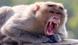 Ấn Độ đối mặt dịch virus 'sốt khỉ' thời điểm Covid-19 chưa được khống chế