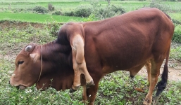 Con bò bất ngờ nổi tiếng khi sở hữu đến 6 cái chân
