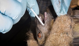 Nhà khoa học dùng chất trong con dơi nghiên cứu điều trị Covid-19