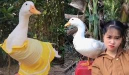 Cô gái miền Tây bất ngờ nổi tiếng nhờ một chú vịt bầu 