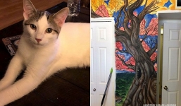 Chú mèo nghịch ngợm vô tình tiết lộ bí mật giấu kín trong ngôi nhà 