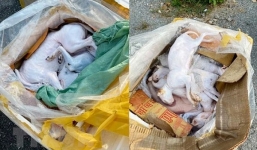 Tịch thu hơn 6 tạ thịt chó, mèo, nội tạng bốc mùi từ TP. HCM ra Hà Nội tiêu thụ