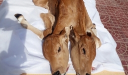 Bê hai đầu ở Sóc Trăng được ngâm rượu sau khi chính quyền không cho thờ cúng