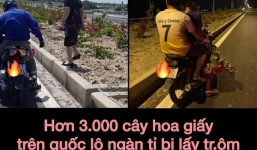 Ngao ngán cảnh tượng người dân nhổ trộm hoa giấy trên quốc lộ về trồng