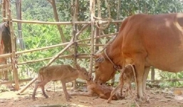 Chuyện lạ: Bò sinh 3 hiếm có ở Quảng Bình