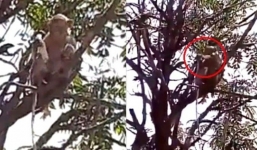 Nhân viên y tế bất cẩn để bầy khỉ giật mẫu máu của bệnh nhân Covid-19 làm đồ chơi