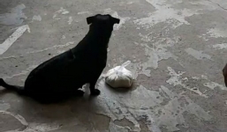 Chú chó Phú Quốc xếp hàng ngay ngắn nhận gạo giúp chủ tật nguyền gây xúc động