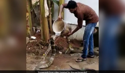 Nín thở xem clip người đàn ông đùa giỡn khi tắm cho hổ mang chúa