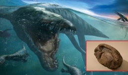 Phát hiện trứng khổng lồ nghi của 'quái vật biển' sống cùng thời khủng long