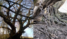 Cây sồi cổ bị dính 'lời nguyền chết chóc' phải chịu cảnh xiềng xích bao năm