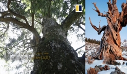 Chiêm ngưỡng cây tùng cổ 1.900 năm tuổi ẩn chứa một bí mật thú vị