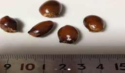 Thứ hạt người Việt Nam vứt đầy vườn nay rao bán 1 triệu đồng/kg