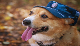 Chú chó nghiệp vụ Corgi duy nhất ở Nga đã nghỉ hưu sau 7 năm cống hiến cho ngành cảnh sát