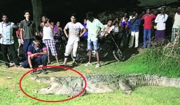 36 giờ giăng bẫy bắt sống cá sấu ăn thịt người khổng lồ đầy kịch tính 