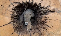 Cưa cây sồi cổ phát hiện khuôn mặt nhe răng cùng câu chuyện bí ẩn phía sau