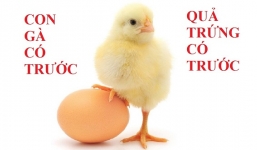 Manh mối từ 9.500 năm chứng minh 'con gà có trước hay quả trứng có trước'