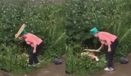 Đang mải 'mây mưa' trong bụi rậm, đôi trẻ bị người phụ nữ dạy dỗ đến nơi đến chốn