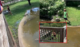 Bất cẩn để rơi ví vào chuồng cá sấu, mẹ rủ con người không vào tìm cùng