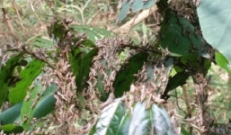 Châu chấu từ Trung Quốc bất ngờ 'tập kích' ồ ạt vào Điện Biên 