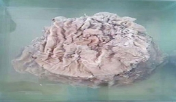 Đi nhặt sắt vụn vô tình tìm thấy vật xù xì, ít lâu sau được định giá cả chục tỷ đồng