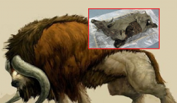 Bò rừng Kỷ Băng Hà 'thức dậy' sau 9.300 năm ngủ quên dưới băng