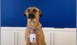 Chó hoang làm nhân viên được bao ăn, thăng chức 3 tháng 2 lần ở showroom ô tô