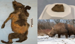 Rạch bụng chó Kỷ Băng Hà tắc thở vì ăn no, nhà khoa học phát hiện bí mật chấn động lịch sử