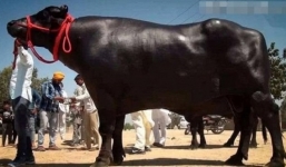 Sướng như bò ở Ấn Độ: Uống rượu whisky để ngủ ngon, định giá 70 tỷ đồng