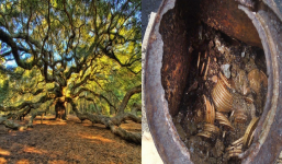 Dắt chó cưng đi tập thể dục, cặp vợ chồng bỏ túi ngay 235 tỷ đồng vì đống đồ lạ chôn ở gốc sồi cổ