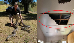 Vào ngủ phát hiện lỗ thủng lớn ở trần nhà, thủ phạm đang lăn lộn trên giường