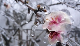 Bản tin nhiệt độ: Không khí lạnh tăng cường gây rét đậm rét hại, có nơi vượt ngưỡng âm độ