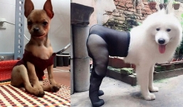 Muôn kiểu thời trang chống rét của thú cưng, hết áo trễ vai lại đến quần ôm body hút mắt