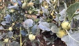 Cây su hào 'nghìn quả', trồng 1 gốc ăn 2 năm không hết củ gây xôn xao mạng xã hội