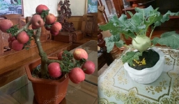 Chi 400k mua tiểu cảnh chơi Tết, thanh niên khiến dân mạng cười bò vì không thể 'giả trân' hơn 