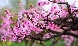 Bản tin dự báo thời tiết Tết Nguyên đán: Trước Tết trời rét, có nơi rét đậm