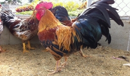 Cận cảnh con gà 9 cựa siêu hiếm Vua Hùng kén rể, nghìn năm có 1 ngoài đời thật