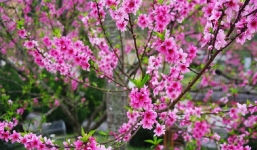 Bản tin dự báo thời tiết Tết Nguyên đán 2021 (2-16/2): Tháng Chạp trời mưa rét, ra Giêng trời ấm dần có nắng