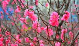 Cập nhật dự báo thời tiết Tết Nguyên đán Tân Sửu 2021: Cận kề Giao thừa mưa to cục bộ, 3 ngày Mùng nắng ấm