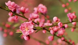 Bản tin dự báo thời tiết Tết Nguyên đán Tân Sửu 2021 mới nhất, từ ngày 8-16/2