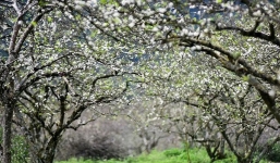 Bản tin dự báo thời tiết đêm nay, ngày mai 18-19/2: Trời rét về đêm và sáng sớm, trưa chiều hửng nắng