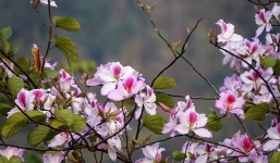 Dự báo thời tiết ngày và đêm nay 26/2: Hà Nội xuất hiện mưa phùn, miền Bắc mưa rét