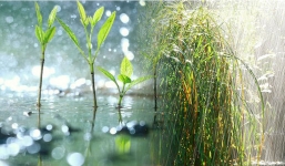 Bản tin dự báo thời tiết đêm nay, ngày mai 7-8/4: Mưa rào rải rác ở Bắc Bộ