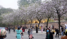 Hoa ban nở rộ trên đường phố Hà Nội, người dân bất chấp dịch bệnh vẫn tụ tập đông người để chụp ảnh