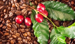 Giá cà phê hôm nay 8/9: Cà phê Robusta tiếp đà tăng